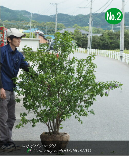 【2024.5.5現在、開花中、蕾付き】　ニオイバンマツリ/匂蕃茉莉（蕃茉莉）（樹高：1.4m内外）2024.5月撮影