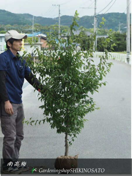 「紀州南高梅」で有名な梅干専用品種梅/ウメ/中梅”南高/南高梅”　樹高=1.5m内外2024.5月撮影