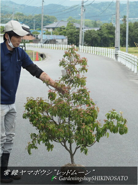 【希少種・最新品種】常緑ヤマボウシ”レッドムーン”（樹高：1.2m内外）2024.5月撮影