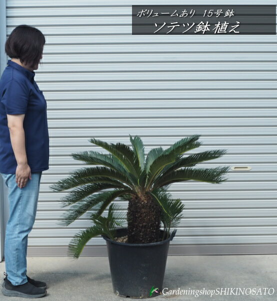 楽天市場】種 ソテツ(鉢花|花・観葉植物):花・ガーデン・DIY 楽天市場】種 ソテツ(鉢花|花・観葉植物):花・ガーデン・DIY