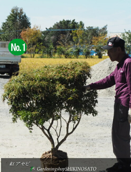 ボリュームあり紅アセビ/あせび”紅アセビ・アセビ赤・馬酔木”花色:ピンク No1(樹高:1.1m内外)2024.10月撮影