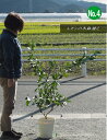 鉢のまま育てていただけますレモンの木鉢植え ”高さ:1m内外2024.11月撮影