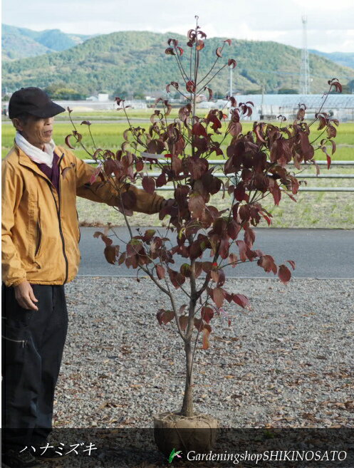 ハナミズキ/花水木”赤ピンク花”2...