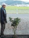 ホンコンドウダン(香港ドウダン)“ピンクシャンデリア”(樹高:1.1m内外)2024.11月撮影