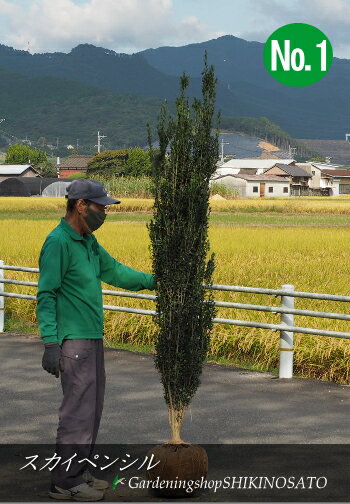 【目隠し・シンボルツリーに】スカイペンシル（樹高：1.7～1.8m内外）2021.10月撮影