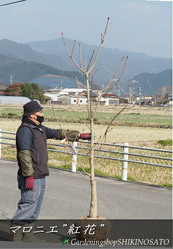 【紅豊桜】1年生苗ベニユタカ※納期指定：発送予定2025年1月中旬以降順次または通常発送※[花木苗木　桜　さくら]