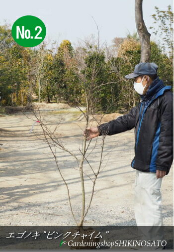 秋の植木セール18,150円のところ、13,500円エゴノキ 