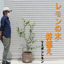 大きめサイズ・レモンの木/檸檬/れもん”リスボンレモン”鉢植え(全体の高さ:1.5m内外)