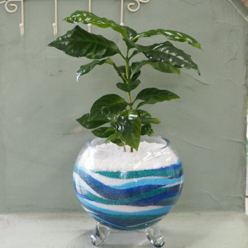 コーヒーの木 【送料無料】観葉植物（コーヒーの木）の鉢植えカラーサンド・サンドサート・アートサンド（ブルー系）高さ：30cm内外