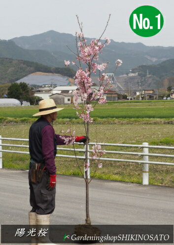 サクラ 陽光桜 ヨウコウザクラ 樹高：2.4m内外 2022.3月撮影