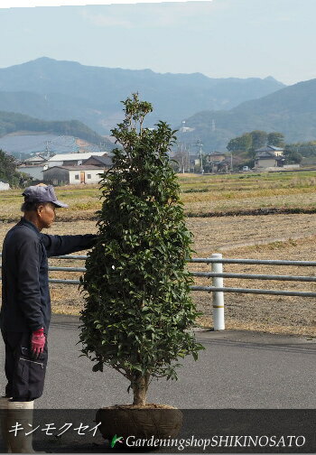 キンモクセイ/金木犀（樹高：2m内外）2022.11月撮影