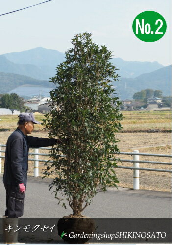 キンモクセイ/金木犀（樹高2.2m内外）2022.11月撮影