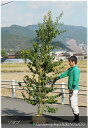 【大型植木】ソヨゴ(樹高:2.6m内外)2022.11月撮影