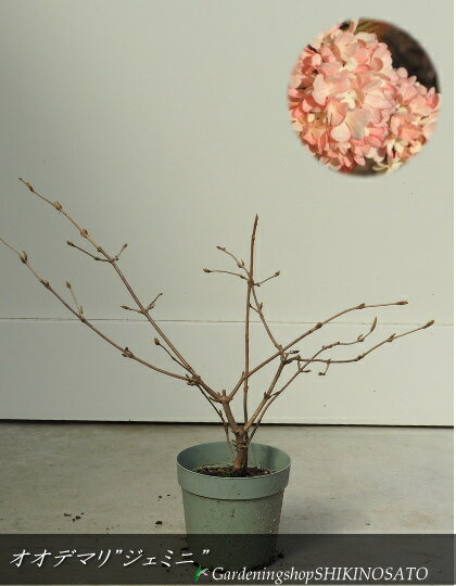【送料無料】大苗・オオデマリ・ピンク”ジェミニ”（樹高：0.5m内外）2023.3月撮影のサムネイル