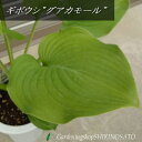 ギボウシ”グアカモール”鉢植え（全体の高さ：0.65m内外・7号鉢） 2