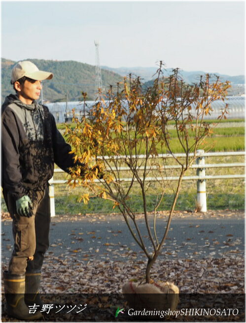 大苗入荷ヨシノツツジ(吉野つつじ)(樹高:1.5m内外)2024.12月撮影