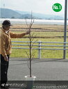 大苗サクランボ/さくらんぼ "暖地さくらんぼ"(樹高:1.6m内外)2025.1月撮影