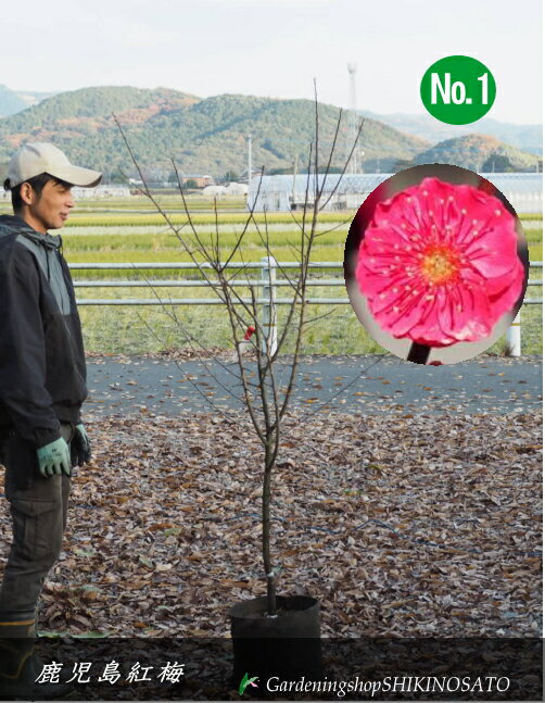 楽天市場】鹿児島紅梅の通販 楽天市場】鹿児島紅梅の通販