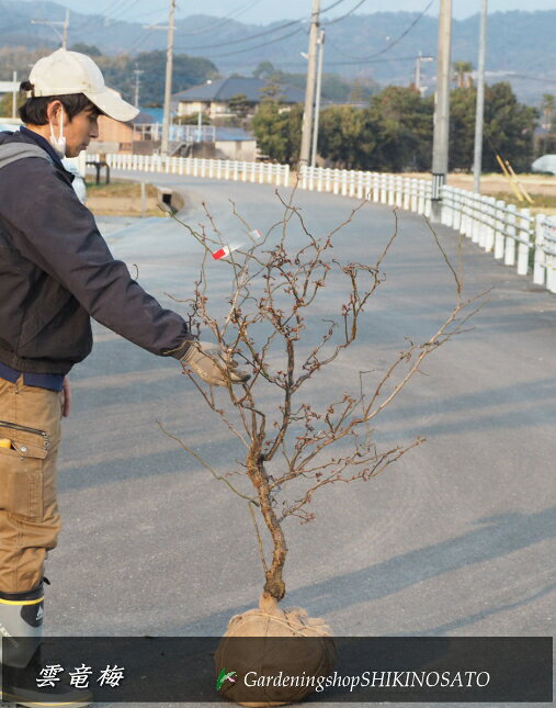 2025.1.20花芽付きウンリュウバイ・雲竜梅（樹高：1.3m内外）　2025.1月撮影