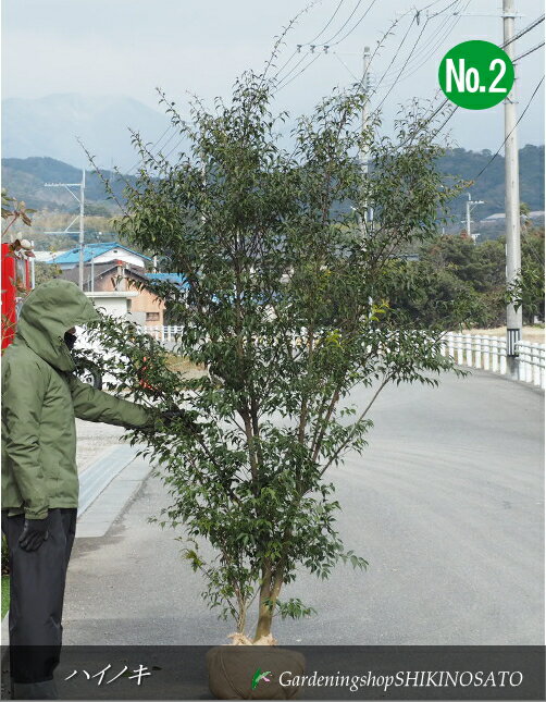 楽天市場】ハイノキ 鉢植え(花・ガーデン・DIY)の通販 楽天市場】ハイノキ 鉢植え(花・ガーデン・DIY)の通販