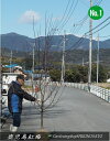 2025.2月現在 花芽付花梅 鹿児島紅梅/梅の木/梅(樹高:2.5m内外)2025.2月撮影