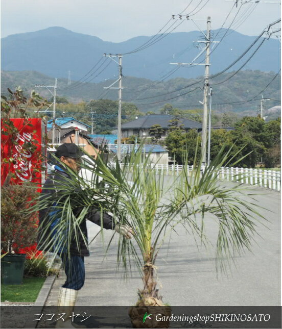 楽天市場】ココスヤシ(観葉植物|花・観葉植物):花・ガーデン 楽天市場】ココスヤシ(観葉植物|花・観葉植物):花・ガーデン