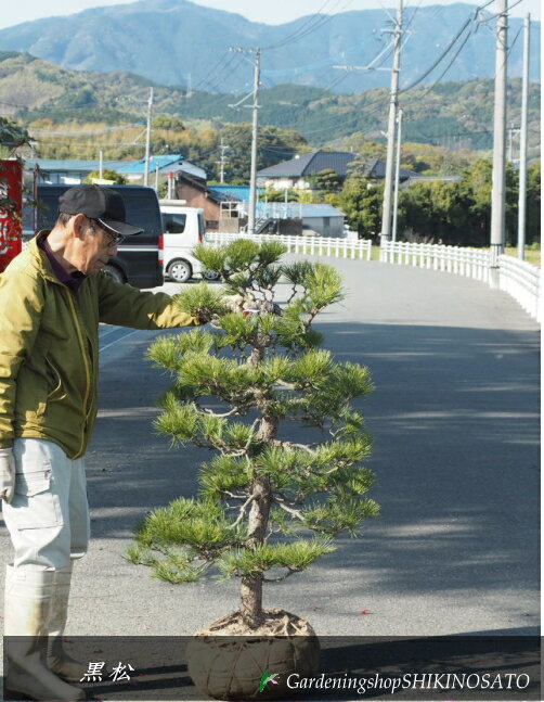 クロマツ/黒松盆栽仕立て(樹高:1.4m内外 幅:80cm)2025.4月撮影