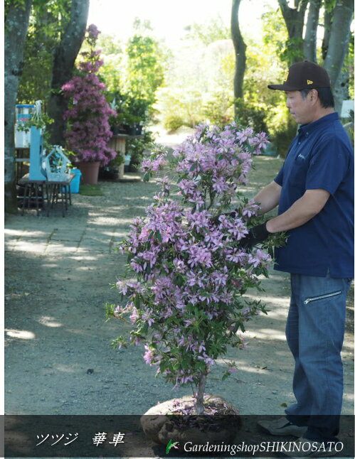 平戸ツツジ/ヒラドツツジ花車/はなくるま(樹高:1.4m内外)2025.4月撮影