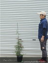 グレビレア/ブロンズランバー(樹高:1m内外)20025.4月撮影