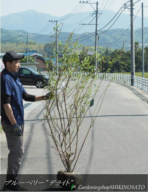 ブルーベリー/ラビットアイ系”デラ...