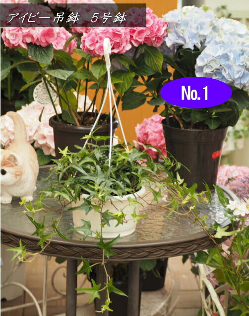 グリーンインテリア/アイビー吊り鉢　5号鉢2025.5月撮影