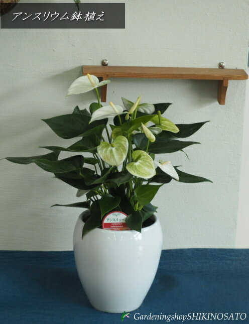 https://image.rakuten.co.jp/shikinosato/cabinet/ki/11292268/imgrc0092046684.jpg