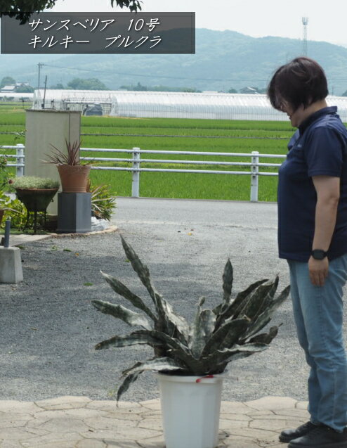 サンスベリア・キルキー・プルクラ2...