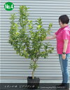 2025.8月実付きトゲなしレモンの木”ビアフランカ”/檸檬/れもん(樹高:1.7m内外)2025.8月撮影