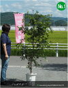 大苗【珍しい果樹】ジャボチカバ 10号鉢 No1樹高:1.5m内外全体の高さ1.7m内外 2025.9月撮影