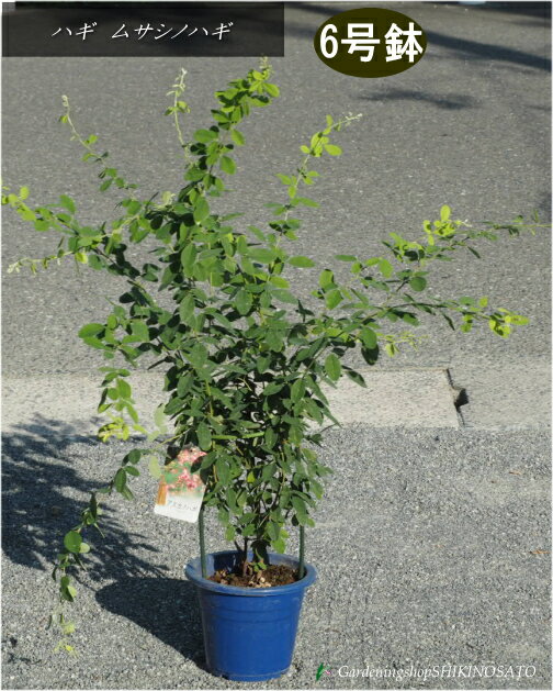 大苗6号鉢ハギ/萩　ムサシノハギ/武蔵野萩 （樹高：0.8m内外）2025.9月撮影