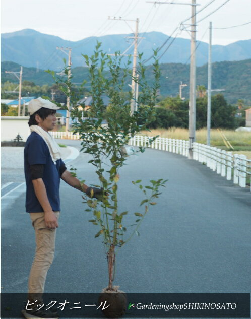【大苗】ブルーベリー・サザンハイブッシュ系ブルーベリー 