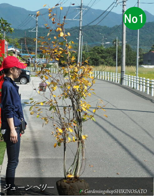 塼٥꡼/٥꡼ɥޥ륭ɡʼ⡧1.8m⳰2025.10