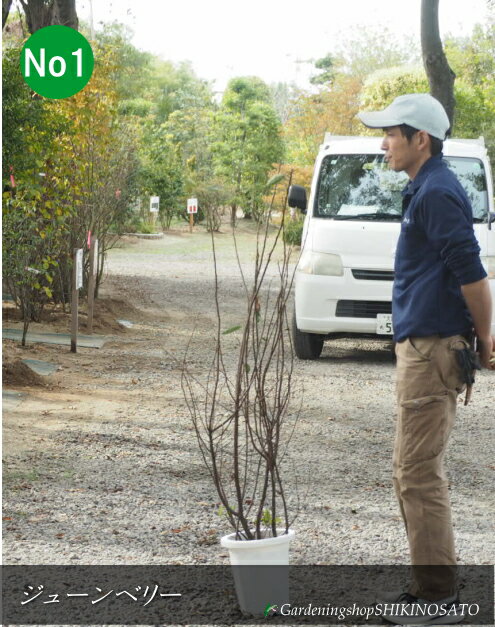 ジューンベリー/ジュンベリー202...