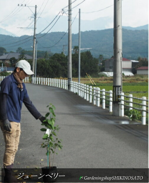 ジューンベリー/ジュンベリー苗木樹...