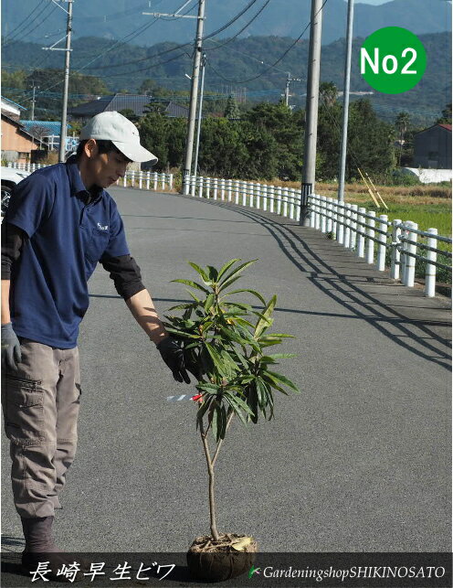 ビワ/枇杷”長崎早生”（樹高：1m内外）2025.11月撮影