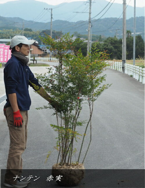 ナンテン/南天 /アカナンテン（赤実）（樹高：1.6m内外）2025.11月撮影