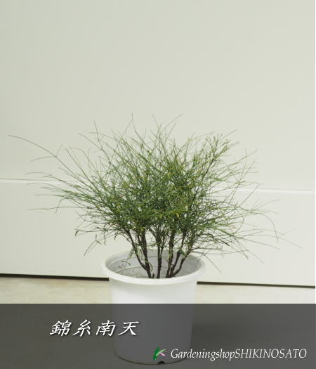 錦糸南天/キンシナンテン（高さ：30cm内外）鉢を含む2023.9月撮影