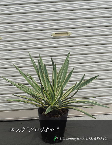 楽天市場】ドライガーデン(種類(植物)アガベ)の通販 楽天市場】ドライガーデン(種類(植物)アガベ)の通販