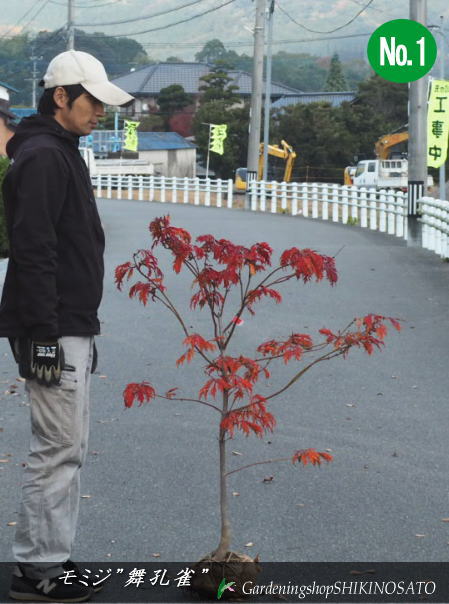 春の芽立ちから季節の移り変わりとともに変化して行く葉色は、他の樹木の緑色の葉とのコントラストの中でひときわ目立ちます、庭園のシンボルツリーや、奥のほうに植えることにより、一層庭園を引き立ててくれます。 葉色の変化　春　青色　夏　青色　秋　赤色。 舞孔雀（モミジ・カエデ類）樹高：1.1m内外