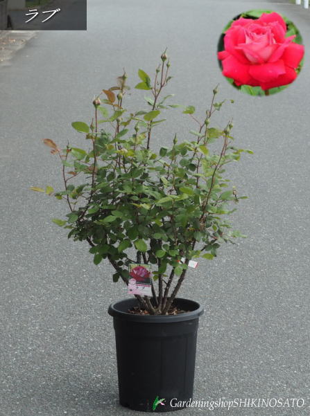 2024.4.22蕾付きバラ/薔薇大苗ラブ/Love10号鉢2024.4月撮影