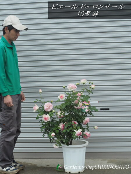 2024.4.22開花中【現品】大苗・薔薇苗