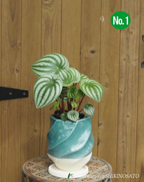 鉢がおしゃれペペロミアスイカ「サン...