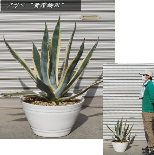 楽天市場】アガベ アメリカーナ(サイズ(植木鉢)10 ~ 12号 楽天市場】アガベ アメリカーナ(サイズ(植木鉢)10 ~ 12号