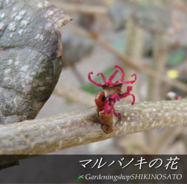 マルバノキ/丸葉木 （樹高2.5m内外）2021.12月撮影